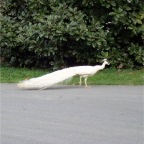 The white peacock