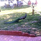 The colored peacock
