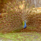 Colorful peacock displaying